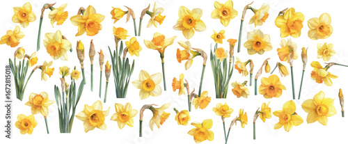 daffodil watercolor clipart 