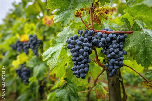 Wallpaper Mural Dutch vineyards in Betuwe Gelderland produce ripe black red grapes for organic wine harvest Torontodigital.ca