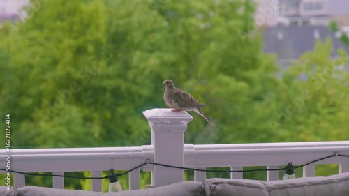 Bird perched on railing with green landscape and houses in background