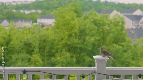 Bird perched on railing with green landscape and houses in background