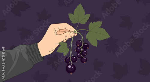 Hand Holding Sprig of Black Currants Against a Dark Purple Background