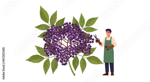 Fruit Picking Illustration Featuring A Gardener With Scissors And Ripe Purple Berries
