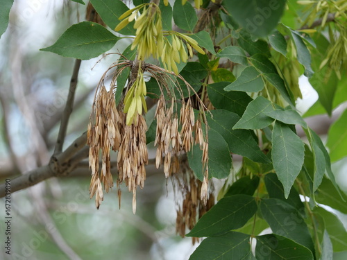 Vászonkép Cluster of Green Ash Tree Seeds Hanging in Late Summer, Boulder Colorado