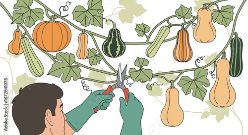 Harvesting Vegetables: Gardener Trimming Vines of Gourds and Pumpkins in Illustration