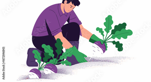 Illustrative depiction the gardener harvesting turnips in the fresh garden with gloves
