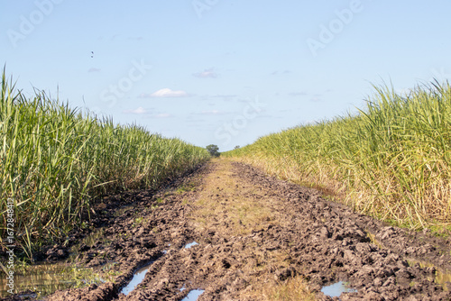 Foto Plantación de caña de azúcar en Bella Unión
