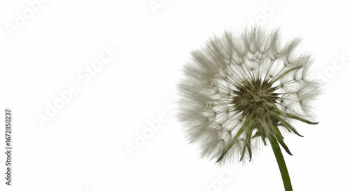 Wallpaper Mural Detailed Macro Shot of a Dandelion Seed Head with Fluffy White Seeds, Representing Wish, Change, and Freedom, Isolated on Transparent PNG Background

 Torontodigital.ca