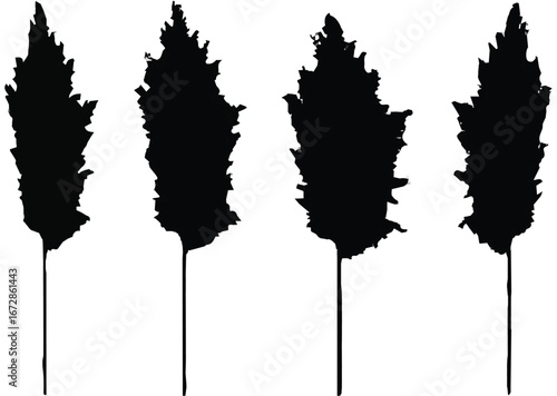 grass, pampas grass, reeds, silhouette, plume, stalk, stem, nature, plant, botanical, flora, ornamental grass, dried grass, wild grass, meadow, field, design element, isolated, white background, veget