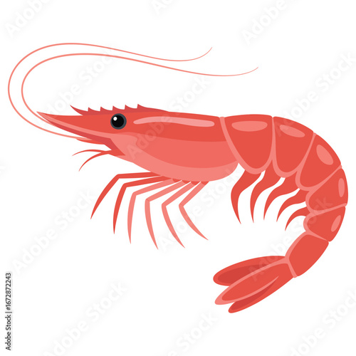 shrimp on white background