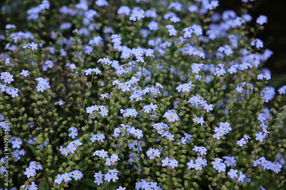 Naklejka premium Blooming cluster of Myosotis palustris ‘Nixenauge’, also known as forget-me-not