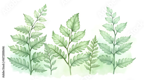 Fern Leaves Watercolor Illustration Green Plant Design