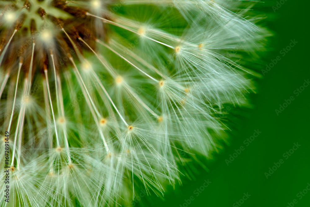 Fototapeta premium Pappi that are the seed parachutes for Dandelion