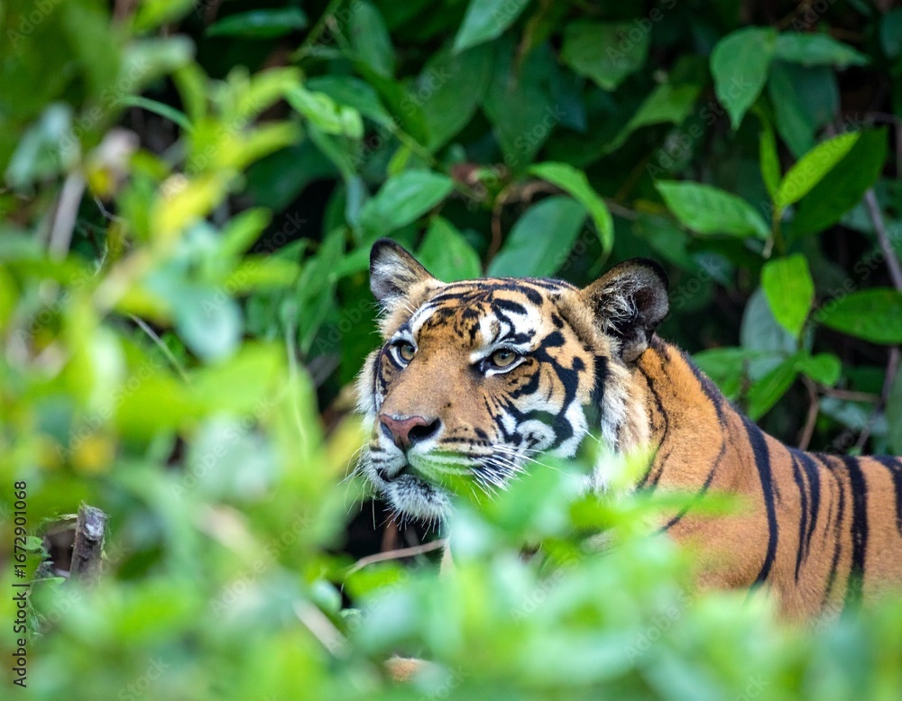 Obraz premium Tiger camouflaged among green vegetation