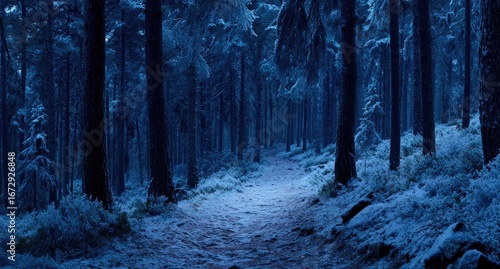 Snowy, blue-toned forest path