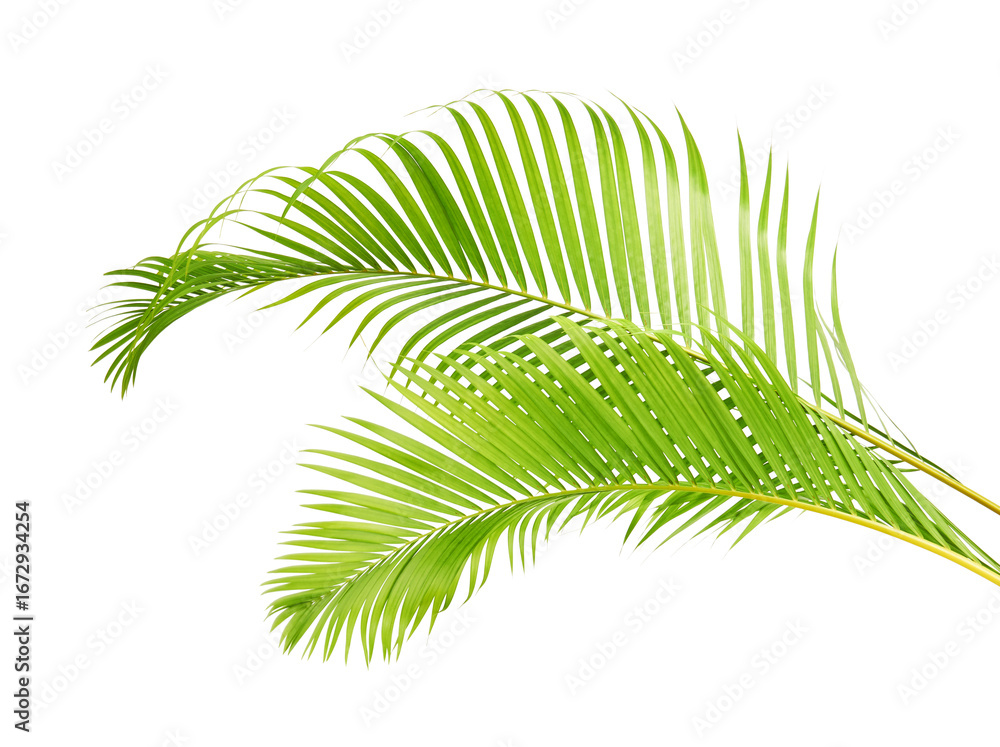 Obraz premium Yellow palm leaves, Golden cane palm, Areca palm leaves, Tropical foliage isolated on white background with clipping path