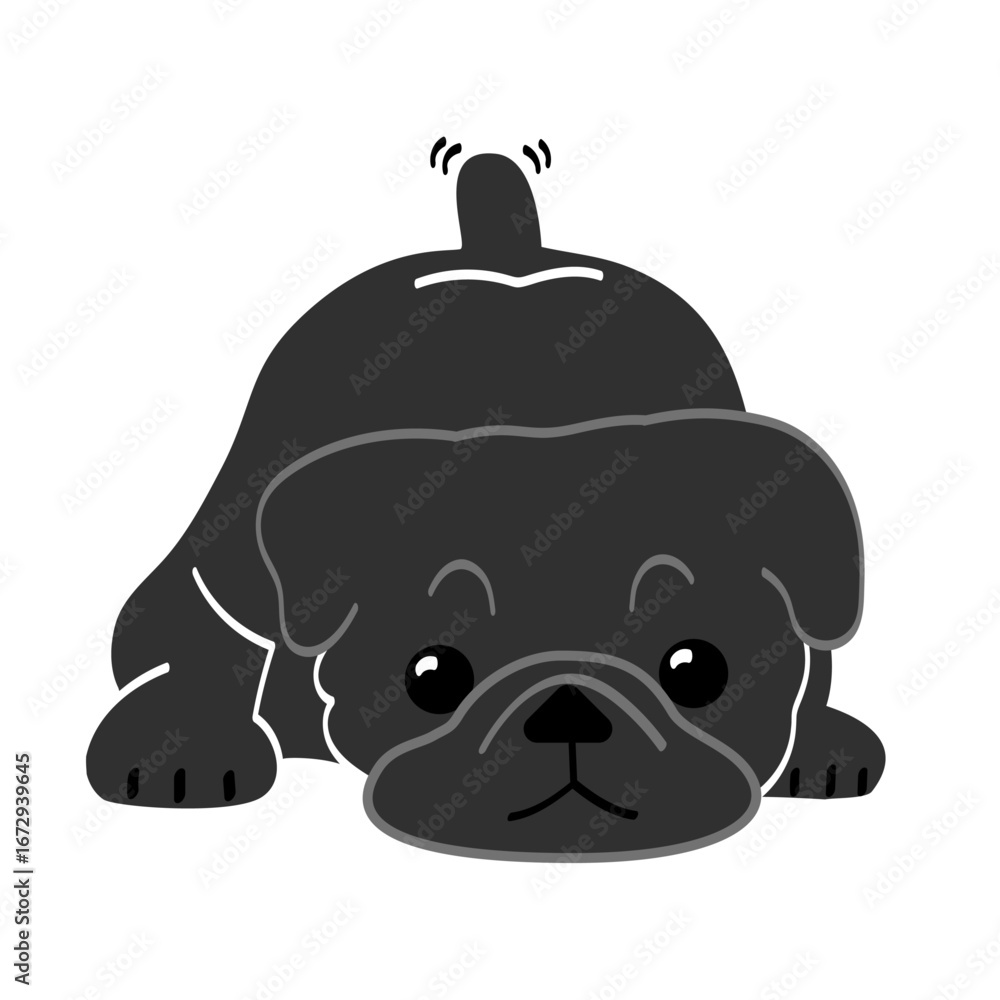 Fototapeta premium パグ4(ふせ)