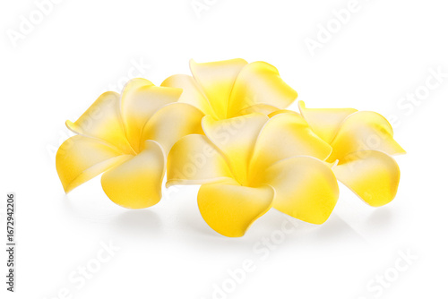 Many beautiful yellow plume...