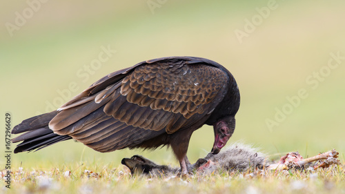 Fotografie Turkey Vulture eating Raccoon carrion