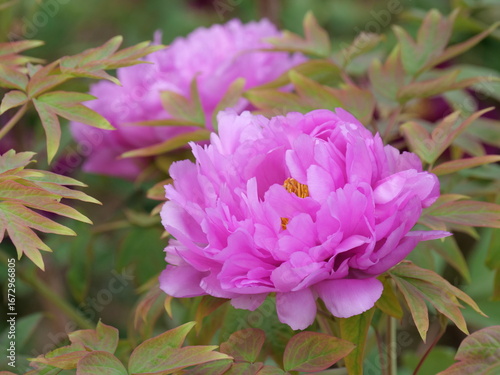 Asian tree peony