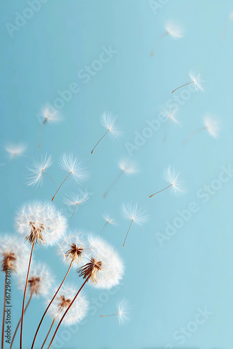 Delicate dandelion seeds carried by the wind against a soft blue sky creating a feeling of lightness and freedom