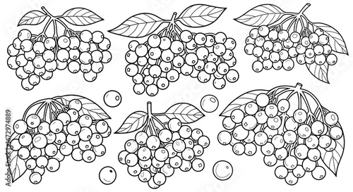 Hand drawn rowan tree berries and leaves sprigs on an isolated white background.