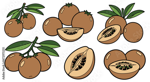 Collection of sapodilla fruit, both whole and sliced revealing seeds, with leaves on an isolated white background, for coloring.