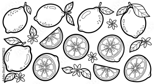 Black and white outline of whole and sliced oranges with leaves and blossoms, a popular citrus fruit, on an isolated white background.