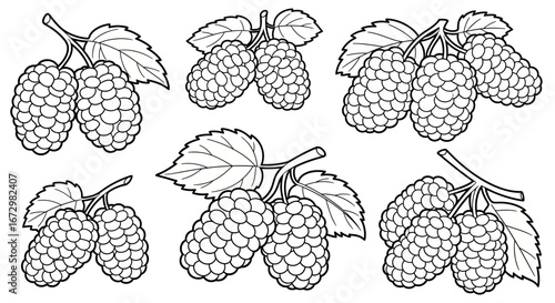 Mulberry Fruits with Leaves, Black and White Vector Illustration on Isolated White Background