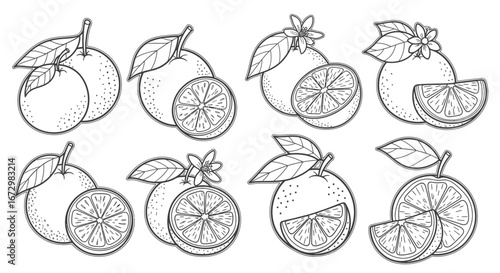Fresh Oranges, Whole and Sliced, with Leaves and Flowers, Isolated White Background for Coloring
