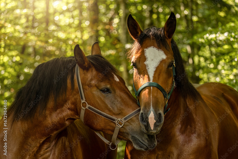 Obraz premium South German draft horse mares standing together as a traditional team in nature