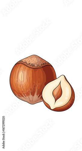 Delicious and nutritious whole hazelnut and a halved nut revealing its inner texture and flavorful kernel