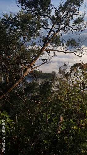 Dense tropical forest with diverse foliage, soft natural light, and partial sky view from hillside perspective