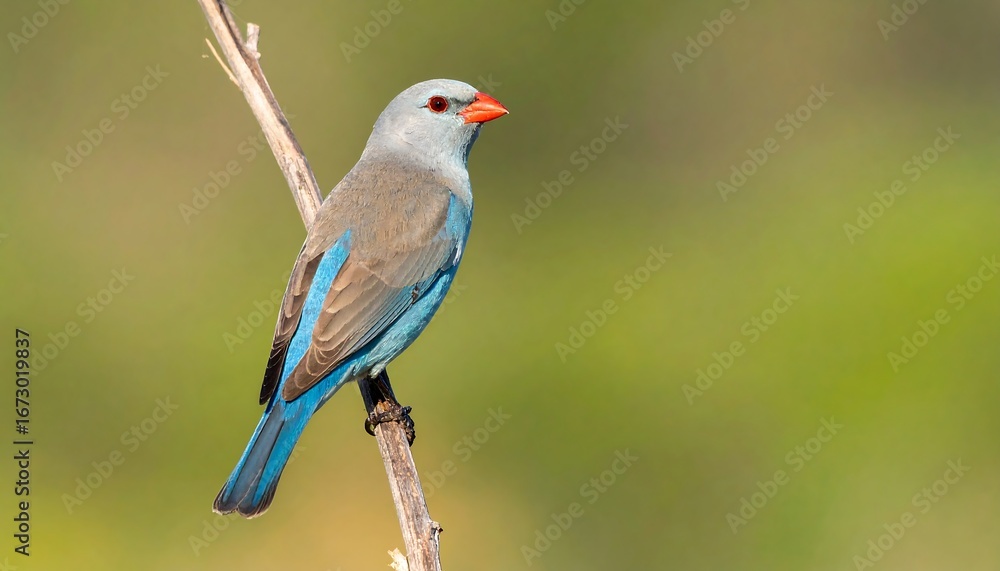 Obraz premium A small bird perched on a branch