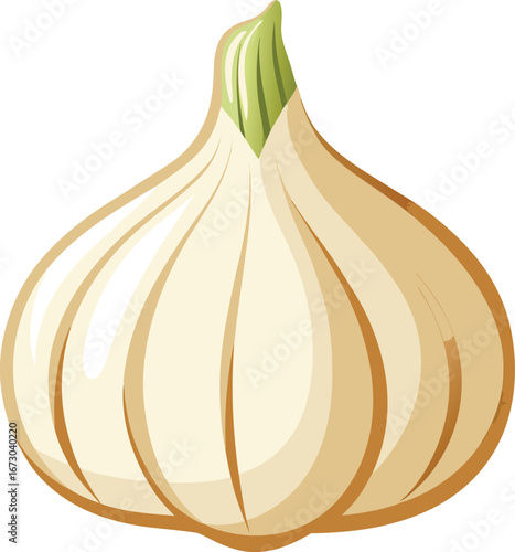 Garlic Image With White Background