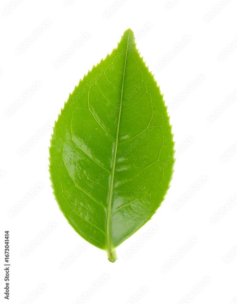 Obraz premium Close-up of a vibrant green leaf (3)