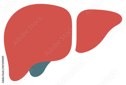 Simplified illustration of a human liver, showing the organ's distinct lobes and gallbladder.