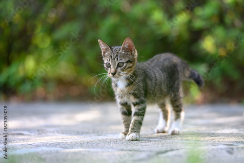 Photography The kitten is strolling in the garden.