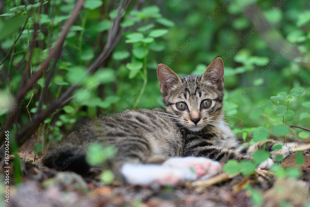 Fototapeta premium The kitten hid among the plants.