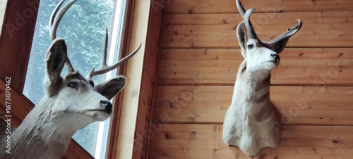 Fotografi A pair of deer heads mounted on a cabin wall