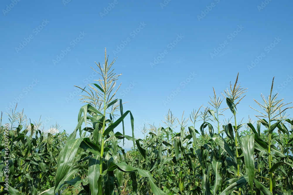 Fototapeta premium Scenic corn field with healthy green crops against a blue sky. Rural farming landscape for harvest, food production, and environmental design concepts