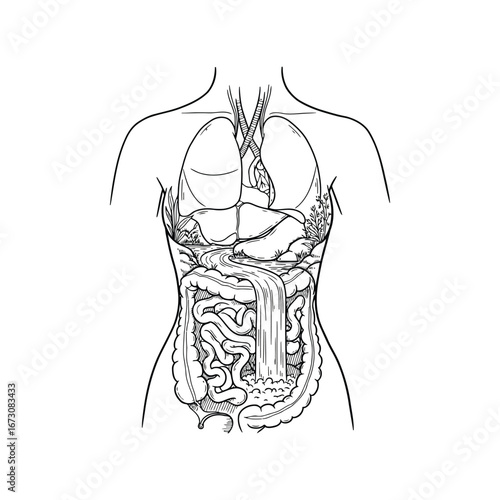 Detailed human anatomy illustration showing torso internal organs including lungs heart digestive system and skeletal structure vector