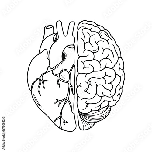 Symbolic illustration of human heart and brain halves symbolizing emotions and logic intertwined vector