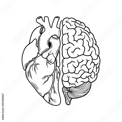 Symbolic duality of human emotion and intellect illustrated as half heart half brain in outline vector