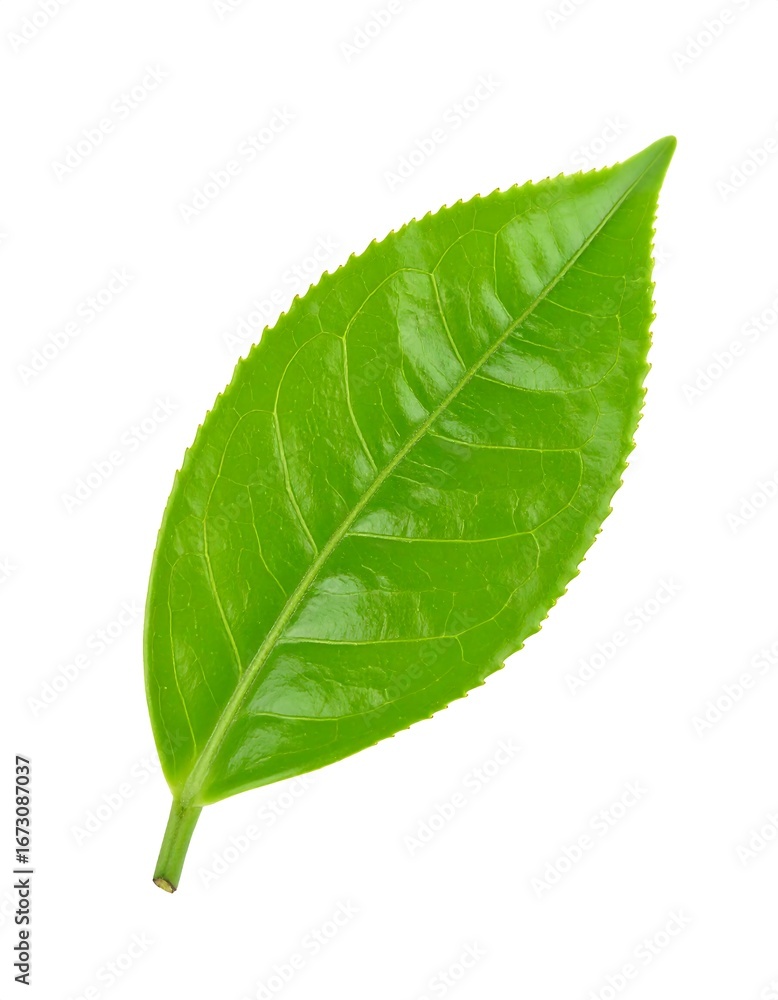 Obraz premium Close-up of a vibrant green tea leaf