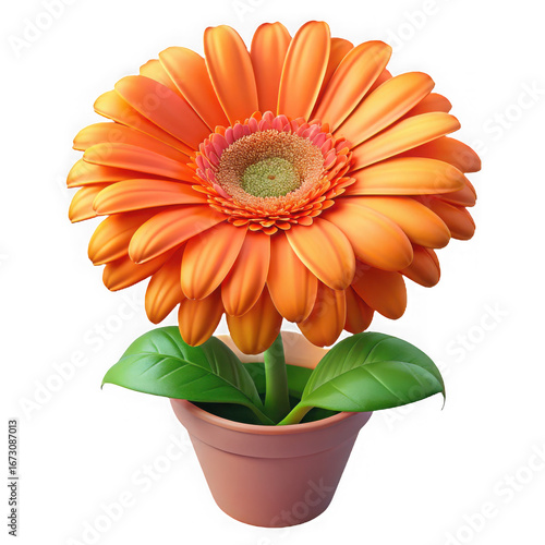 Vibrant orange gerbera daisy flower in full bloom with green leaves in a pot