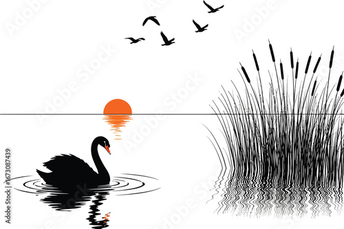 Graceful black swan swims on rippling water near reeds at sunset with birds flying overhead
