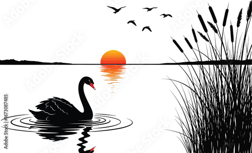 Serene black swan glides on calm water reflecting a vibrant orange sunset with birds flying overhead