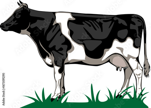 Dairy milk cow black and white cow.cute farm animals with udder and spots.Isolated flat vector illustrations