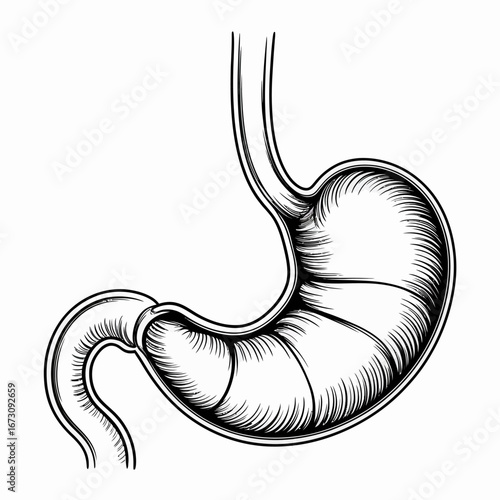 Detailed human stomach anatomy illustration for medical textbook presentation educational content anatomical study of gastric organs and digestive system health