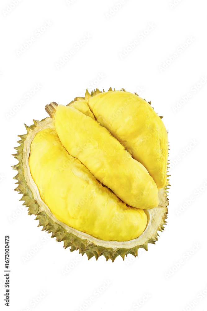 Fototapeta premium Fresh Golden Durian Fruit Opened Showing Creamy Pulp Segments Inside Spiky Shell Isolated on White Background
